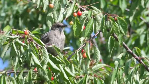 Звичайний чорний птах їсть вишні — стокове відео