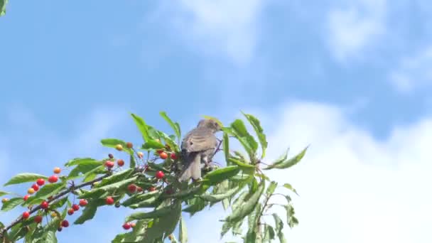 Kiraz üzerinde ortak karatavuk — Stok video