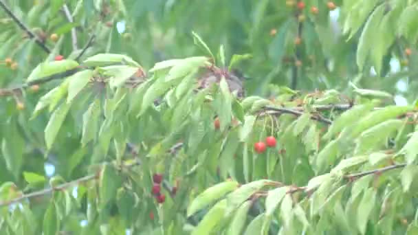 Pájaro negro común en las cerezas — Vídeo de stock