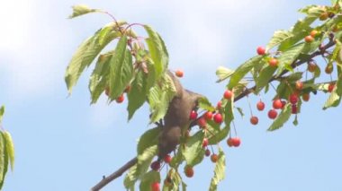 Ortak Kara kuş kiraz yemek