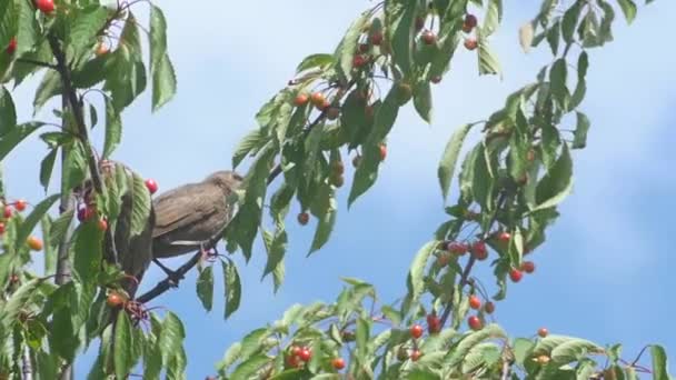 Amseln in den Garten — Stockvideo