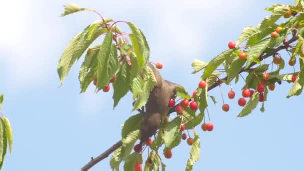 Звичайний чорний птах їсть вишні — стокове відео