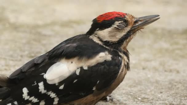 Great Spotted Woodpecker sittande — Stockvideo