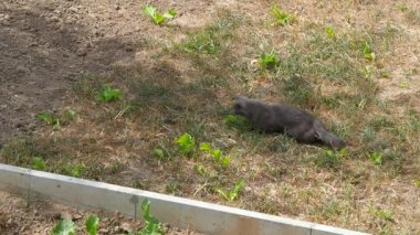 Genç kedi bir fare yavaş hareket ile oynamak