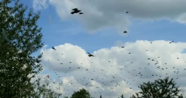 Bandada de aves sobre árboles — Vídeo de stock