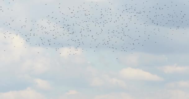 Vogelschwarm am Himmel — Stockvideo