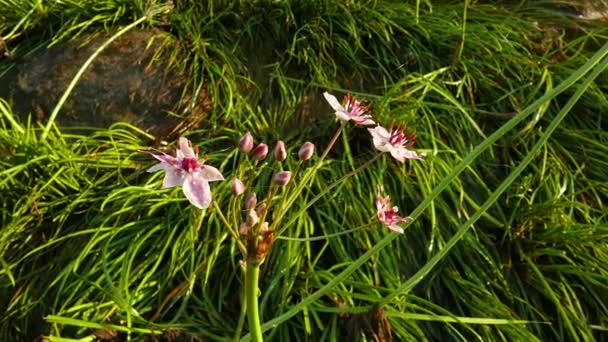 Butomus Umbellatus Fiori nel giorno d'estate Slow Motion — Video Stock