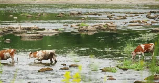 Коровы пьют в воде, река 4k — стоковое видео