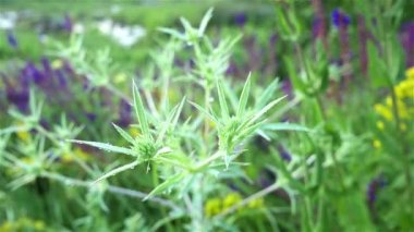 Eryngium Campestre doğa yavaş büyüyen