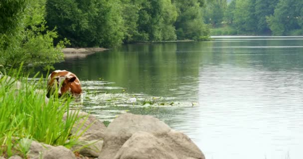 Kühe trinken im Wasser, Fluss 4k — Stockvideo