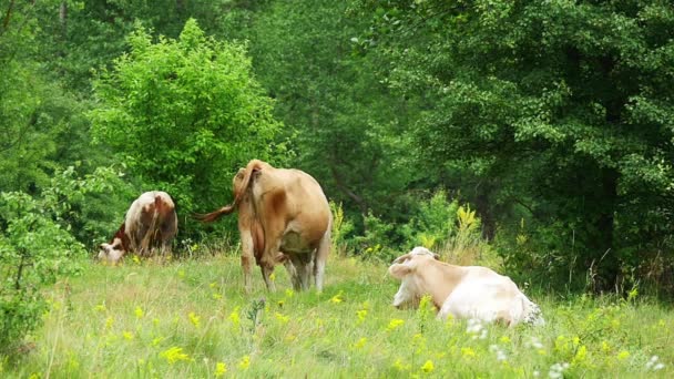 Коровы пасутся на зеленом летнем лугу медленное движение — стоковое видео