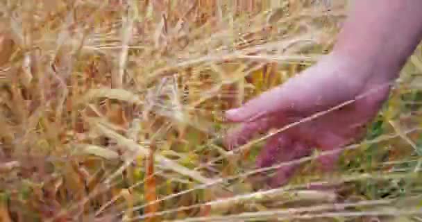 Buğday 4 k ile çalışan çocuk el — Stok video