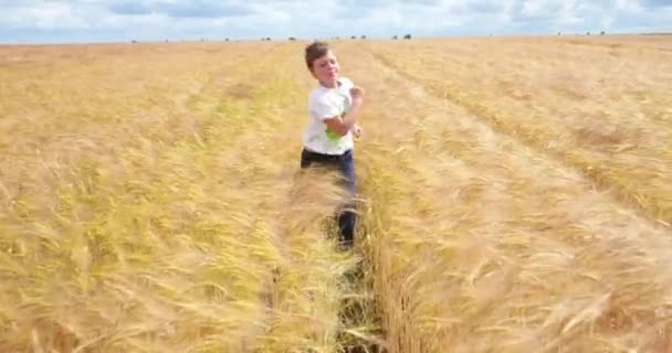 Хлопчик біжить пшеницею 4k — стокове відео