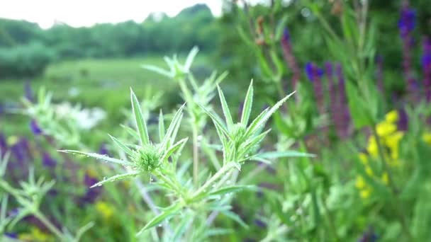 Eryngium Campestre crescendo na natureza câmera lenta — Vídeo de Stock
