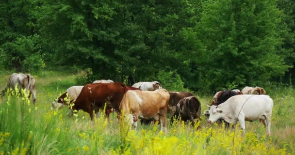 Vacas pastando en el prado verde del verano 4k — Vídeos de Stock