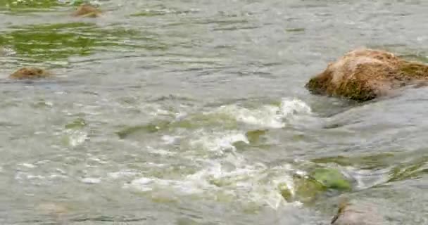 Río que fluye rápido con piedras en el agua 4k — Vídeos de Stock