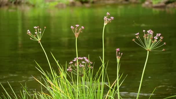 Butomus Umbellatus květiny v letním dni zpomalené — Stock video