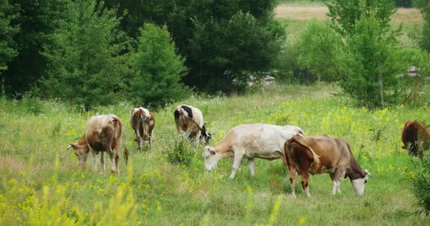 Корів, котрі пасуться на зелені влітку Луці 4 к — стокове відео