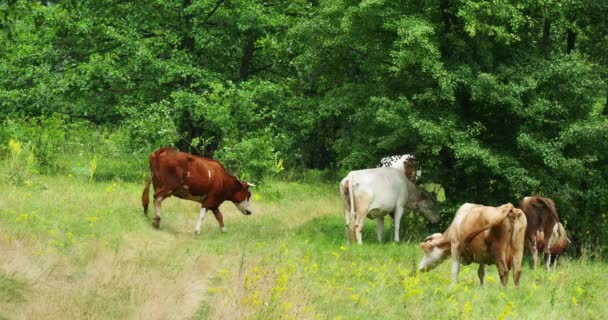 Koeien grazen op groene zomer weide 4k — Stockvideo