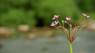Butomus Umbellatus çiçek yaz günü yavaş hareket