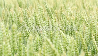 Yeşil buğday alan arka plan ağır çekim