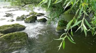 Peyzaj taşlar ve bitkiler ağır çekim Nehri'nin