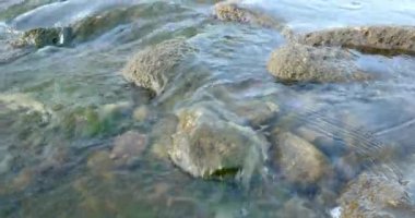 Peyzaj taşlar ve bitkiler 4k Nehri'nin