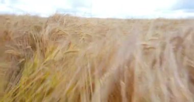 Bir buğday alan 4 k çalıştırmak