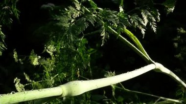 Su damlaları yeşil çimlerin üzerine