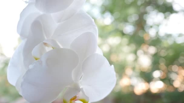 Flores de orquídea blanca en la ventana — Vídeos de Stock