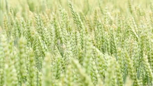 Fondo del campo de trigo verde en cámara lenta — Vídeo de stock