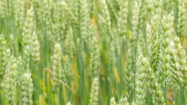 Green Wheat Field Background Slow Motion — Stock Video