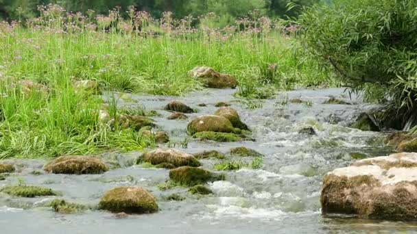 Landskap av floden med stenar och växter Slowmotion — Stockvideo