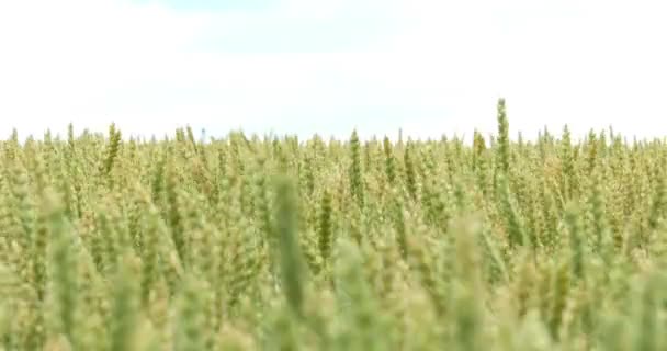 Fondo de campo de trigo verde 4k — Vídeos de Stock