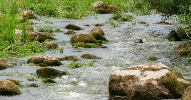 Landskap av floden med stenar och vass 4k — Stockvideo