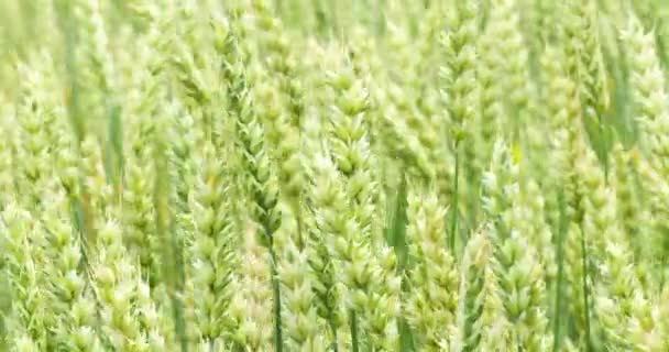 Green Wheat Field Background 4k — Stock Video