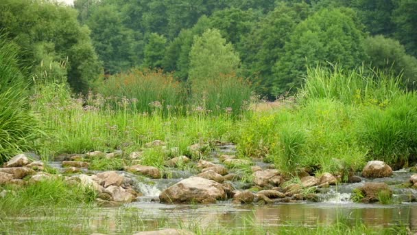 Paisaje del río con piedras y plantas de cámara lenta — Vídeos de Stock