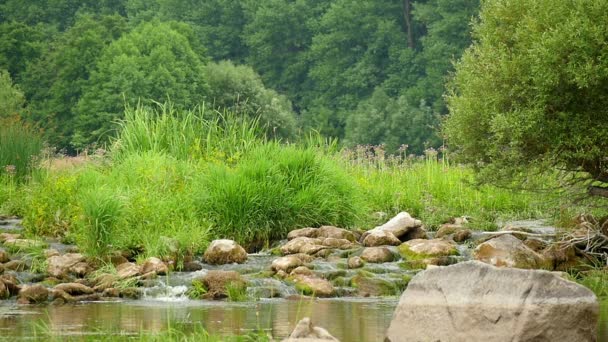 Landscape Of The River With Stones And Plants Slow Motion — Stock Video