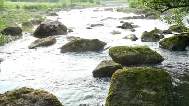 Пейзаж реки с камнями и растениями медленное движение — стоковое видео