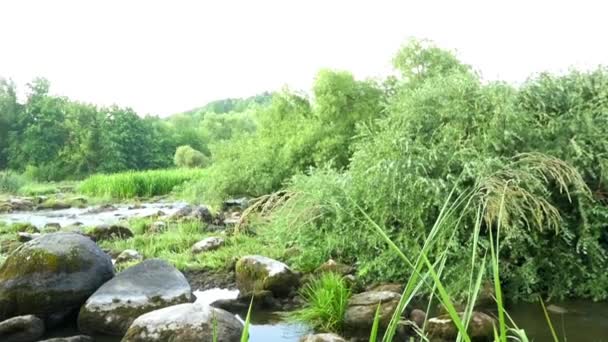 Flusslandschaft mit Steinen und Pflanzen in Zeitlupe — Stockvideo
