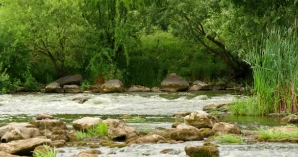 Paisaje del río con piedras y plantas 4k — Vídeo de stock