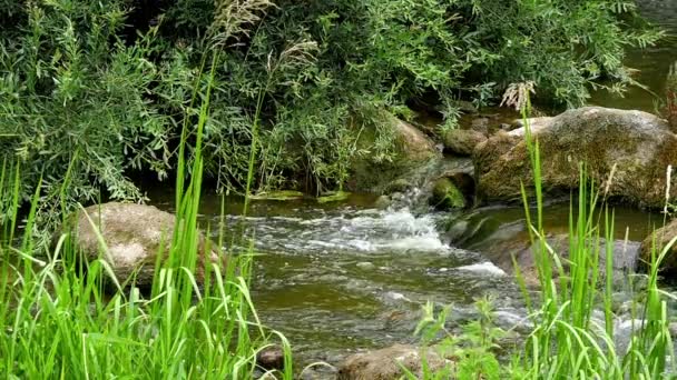 Landskap av floden med stenar och vassen Slowmotion — Stockvideo