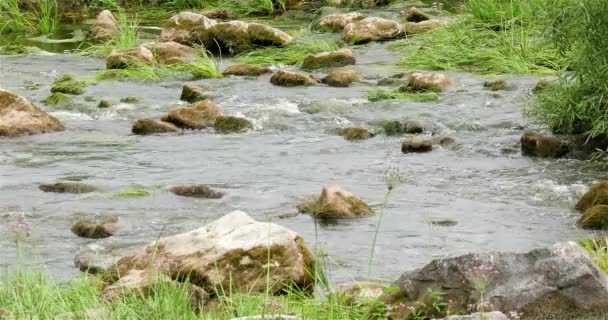 Landschap van de rivier met stenen en riet 4k — Stockvideo