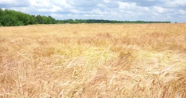 Campo de trigo contra um céu azul 4k — Vídeo de Stock