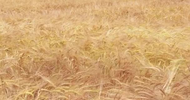 Gebied van tarwe klaar om te worden geoogst 4k — Stockvideo