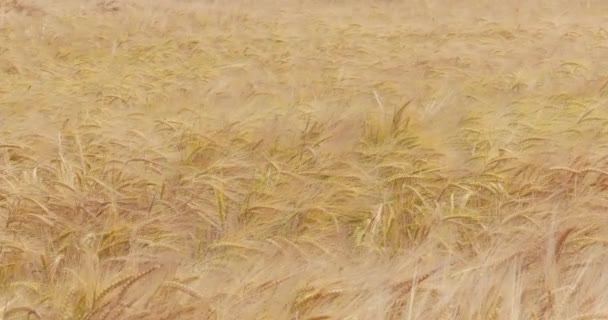 Поле пшеницы готово к уборке 4k — стоковое видео