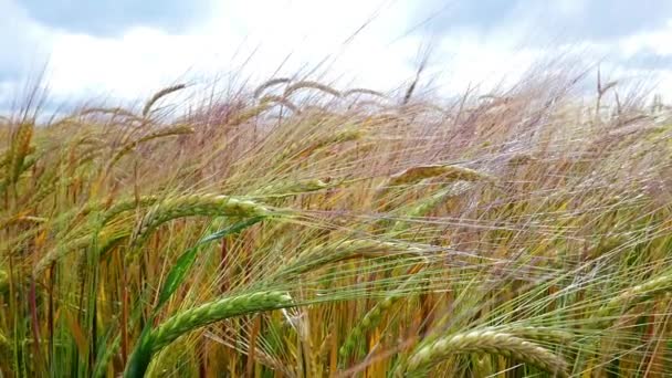 Épillets de blé à la lumière du soleil — Video