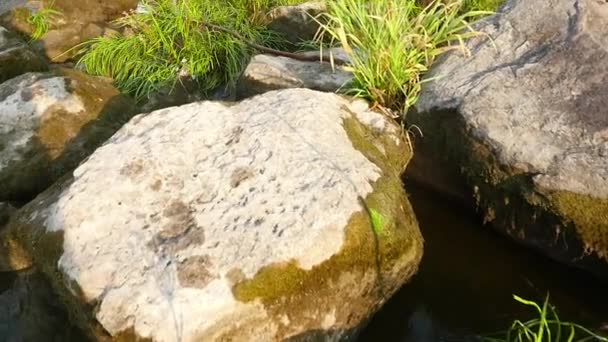 Spaziergang auf den Steinen im Gebirgsfluss in Zeitlupe — Stockvideo