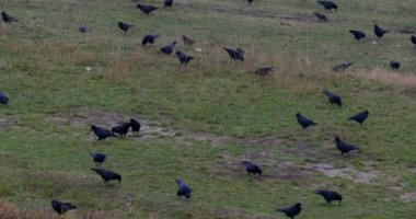 Yiyecek sürüsü Ravens