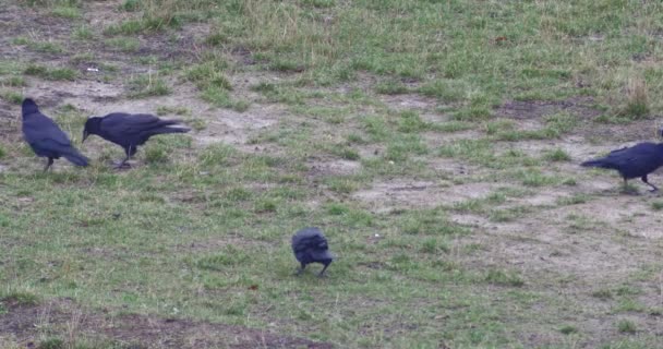 Kudde van Ravens voedsel zoeken — Stockvideo